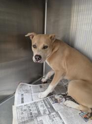 Shelter Stray Male Dog last seen , 3201 Lacy St, Los Angeles, CA 90031, USA
