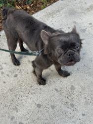 Lost Male Dog last seen Taft Middle School , San Diego, CA 92123