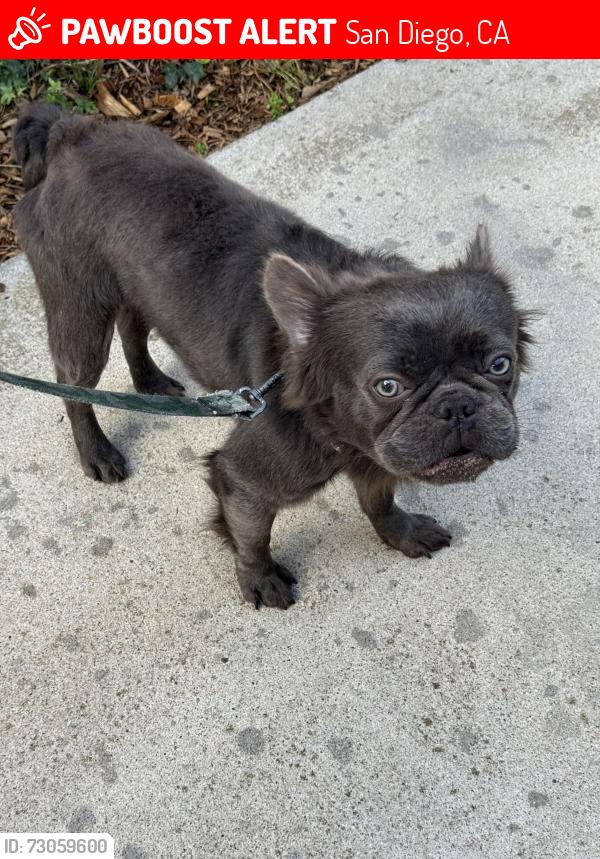 Lost Male Dog last seen Taft Middle School , San Diego, CA 92123