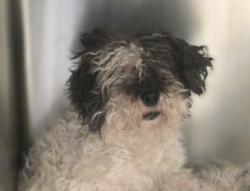 Shelter Stray Female Dog last seen , 3201 Lacy St, Los Angeles, CA 90031, USA