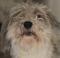 Shelter Stray Female Dog last seen , 3201 Lacy St, Los Angeles, CA 90031, USA