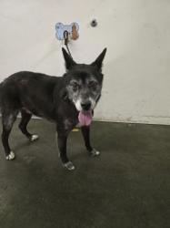 Shelter Stray Male Dog last seen , 1850 W 60th St, Los Angeles, CA 90047, USA
