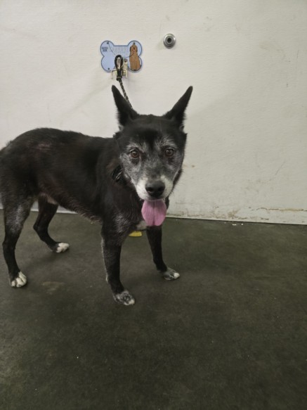 Shelter Stray Male Dog last seen , 1850 W 60th St, Los Angeles, CA 90047, USA