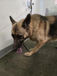 Shelter Stray Female Dog last seen , 1850 W 60th St, Los Angeles, CA 90047, USA