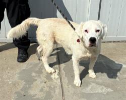 Shelter Stray Male Dog last seen LANNAN PARK RD (LANNAN PARK), 3528 Newburg Rd, Louisville, KY 40218, USA
