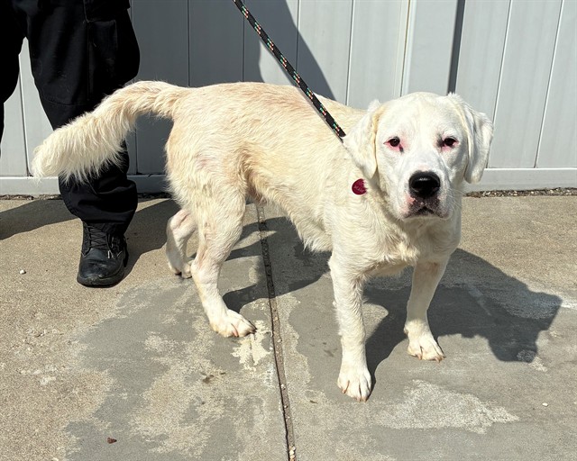 Shelter Stray Male Dog last seen LANNAN PARK RD (LANNAN PARK), 3528 Newburg Rd, Louisville, KY 40218, USA