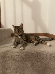 Reunited Male Cat last seen Glenbrook and Hamilton, Mantua, VA 22031
