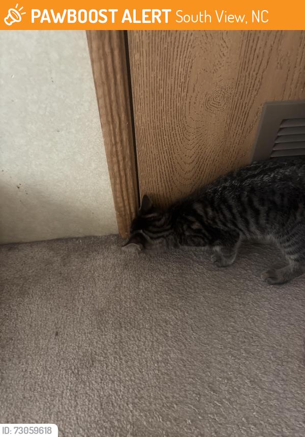 Found/Stray Unknown Cat last seen Doc Bennett & Hwy 87, South View, NC 28306