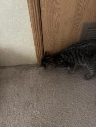 Found/Stray Unknown Cat last seen Doc Bennett & Hwy 87, South View, NC 28306