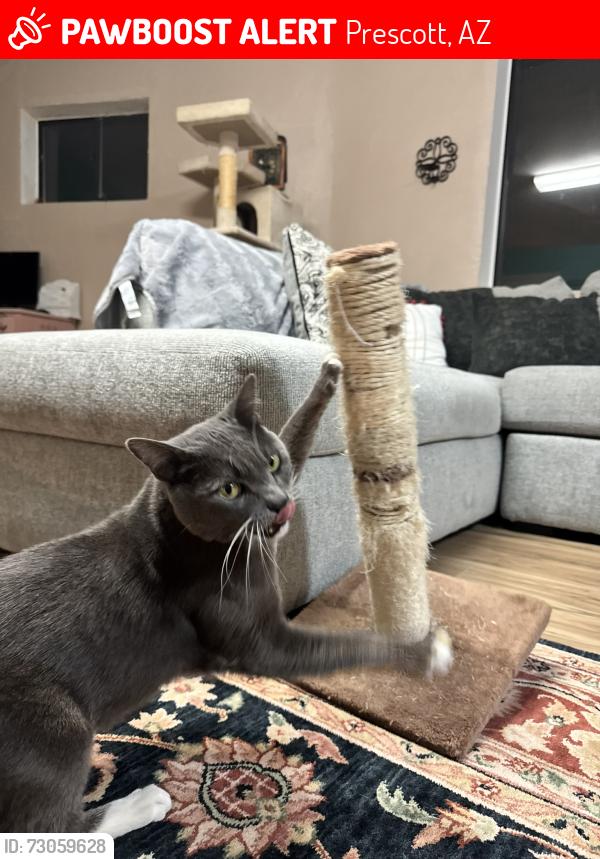 Lost Male Cat last seen Hillside and 1st St, Prescott, AZ 86301