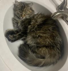 Lost Female Cat last seen Ridegbrook, Lexington, KY 40509