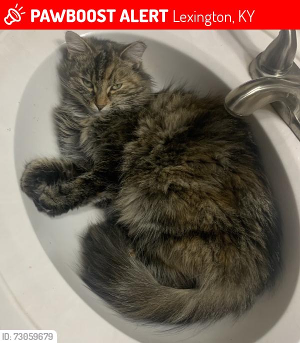 Lost Female Cat last seen Ridegbrook, Lexington, KY 40509