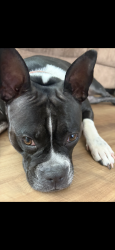 Lost Female Dog last seen Near forestland dr, Lakeland, FL 33809