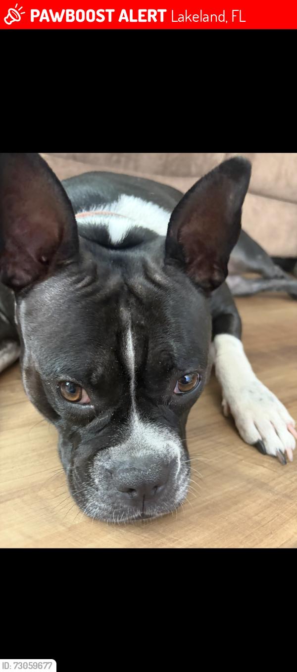 Lost Female Dog last seen Near forestland dr, Lakeland, FL 33809