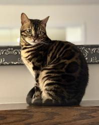 Reunited Female Cat last seen Creditview and Britannia, Mississauga, ON L5V