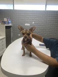 Lost Female Dog last seen Blue bell road, Houston, TX 77038