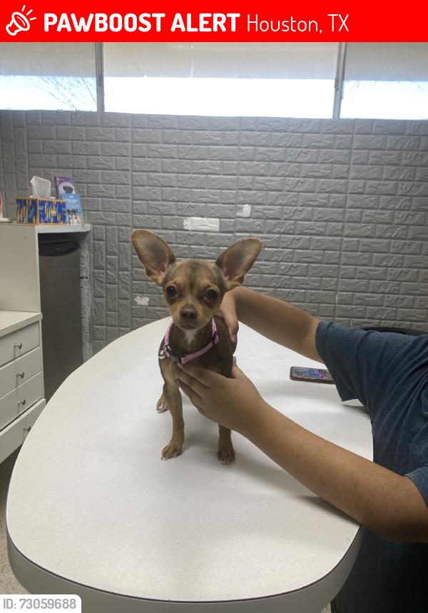 Lost Female Dog last seen Blue bell road, Houston, TX 77038