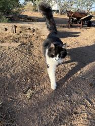 Lost Male Cat last seen Baylor Canyon Rd & Organ Mountain Trl, Doña Ana County, NM 88011