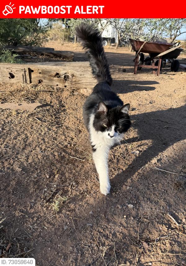 Lost Male Cat last seen Baylor Canyon Rd & Organ Mountain Trl, Doña Ana County, NM 88011