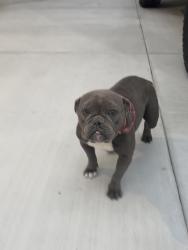 Found/Stray Female Dog last seen Eucalyptus and Rialto, Rialto, CA 92376