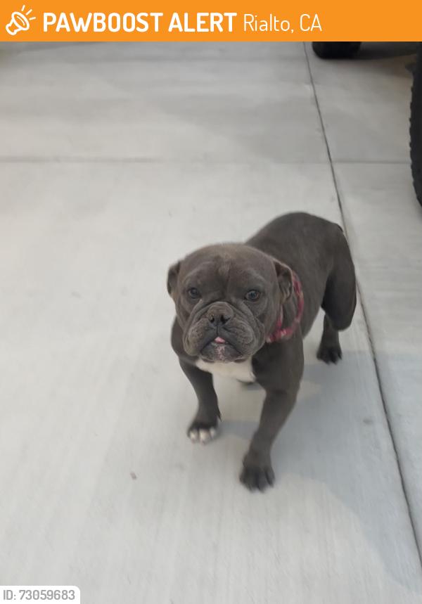 Found/Stray Female Dog last seen Eucalyptus and Rialto, Rialto, CA 92376