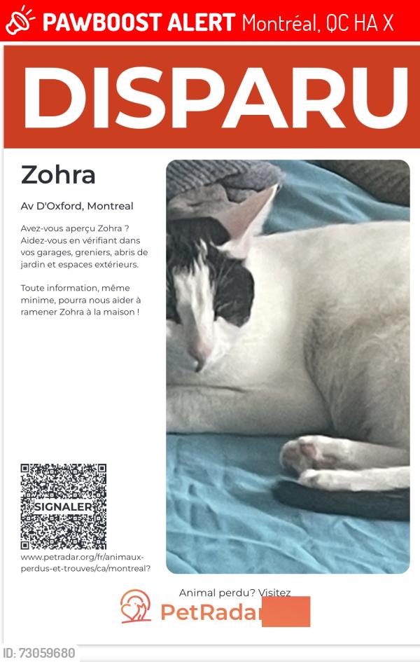 Lost Female Cat last seen Maisonneuve, Montréal, QC H4A 2X8