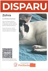 Lost Female Cat last seen Maisonneuve, Montréal, QC H4A 2X8