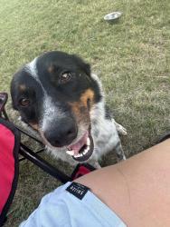 Lost Male Dog last seen Wagley robinson road, Fort Worth, TX 76131