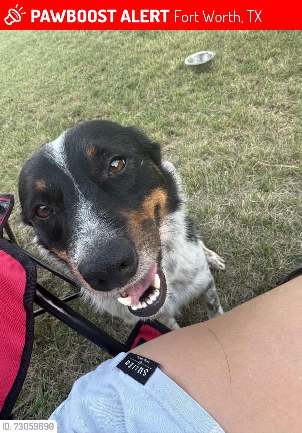 Lost Male Dog last seen Wagley robinson road, Fort Worth, TX 76131