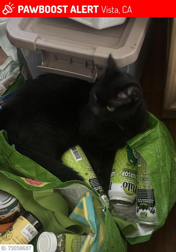 Lost Male Cat last seen Montgomery/Clarence/york, Vista, CA 92084