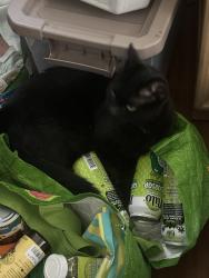 Lost Male Cat last seen Montgomery/Clarence/york, Vista, CA 92084