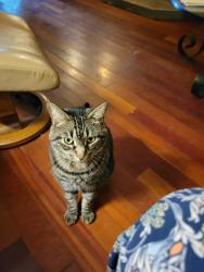 Lost Male Cat last seen Rt. 114, Springfield, NH 03284