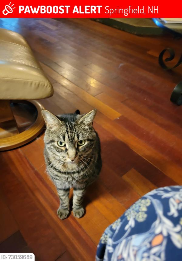 Lost Male Cat last seen Rt. 114, Springfield, NH 03284