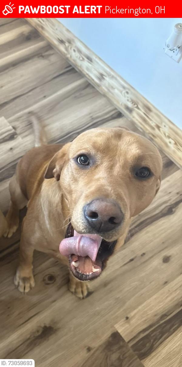 Lost Male Dog last seen Bickel church rd , Pickerington, OH 43147
