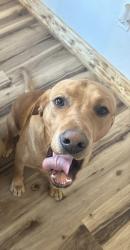 Lost Male Dog last seen Bickel church rd , Pickerington, OH 43147