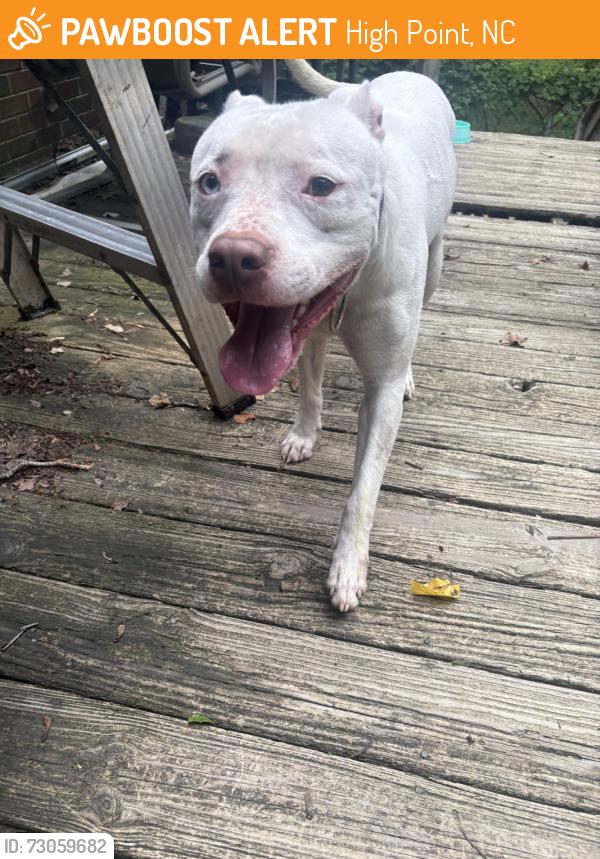 Found/Stray Male Dog last seen Williford ct & old Winston road, High Point, NC 27262