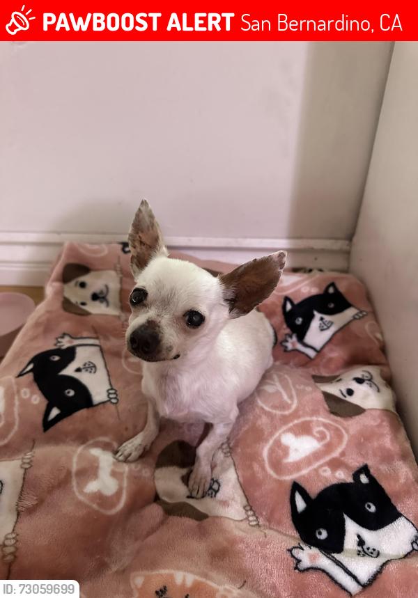 Lost Female Dog last seen Near flores at San Bernardino, San Bernardino, CA 92411