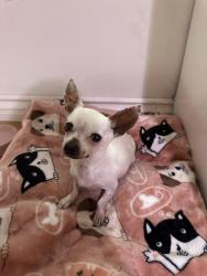 Lost Female Dog last seen Near flores at San Bernardino, San Bernardino, CA 92411