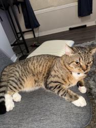Lost Male Cat last seen Near N 7th street, Philadelphia, PA 19140