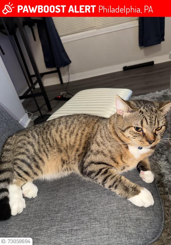 Lost Male Cat last seen Near N 7th street, Philadelphia, PA 19140