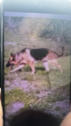 Lost Male Dog last seen Near Nw 4 Pl Lauderhill , Fort Lauderdale, FL 33311