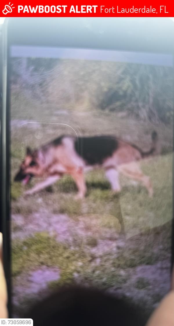 Lost Male Dog last seen Near Nw 4 Pl Lauderhill , Fort Lauderdale, FL 33311