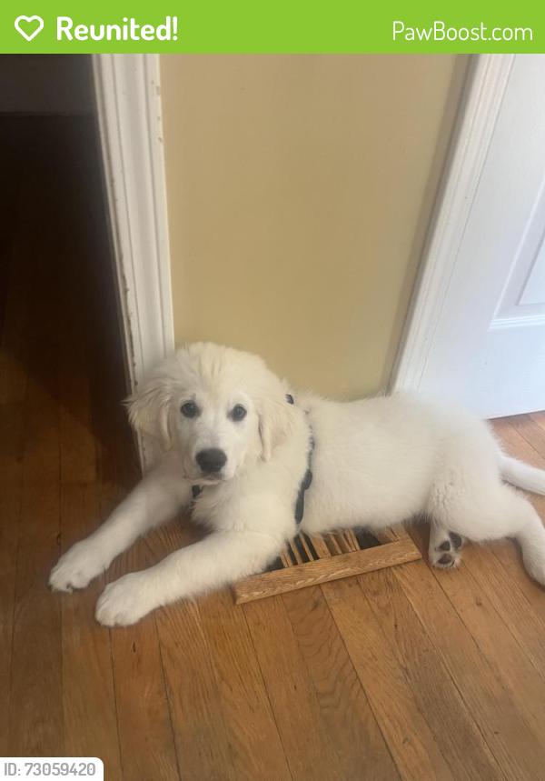 Reunited Female Dog last seen Near Chestnut Hill RD SW, Marietta, GA 30064