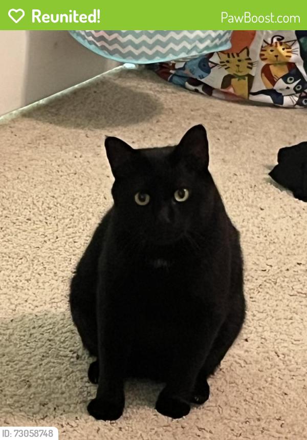 Reunited Male Cat last seen Serenity sound, Magnolia TX 77354, Montgomery County, TX 77354