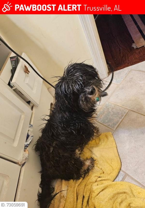 Lost Male Dog last seen Roper Road, Trussville, AL 35173