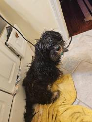 Lost Male Dog last seen Roper Road, Trussville, AL 35173