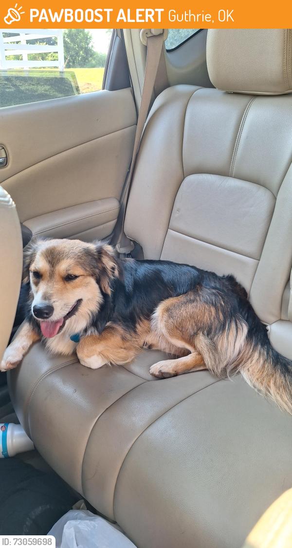 Found/Stray Male Dog last seen OK-105, Guthrie, OK 73044, Guthrie, OK 73044
