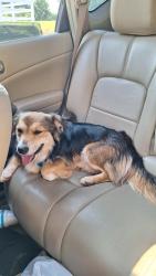 Found/Stray Male Dog last seen OK-105, Guthrie, OK 73044, Guthrie, OK 73044
