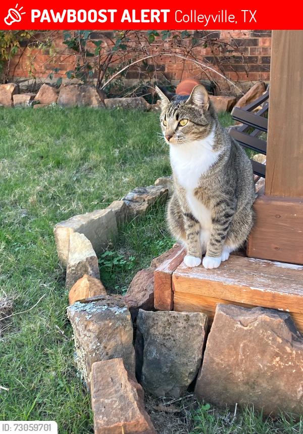 Lost Female Cat last seen Fox Meadows Dr and Roberts Rd, Colleyville, TX 76034