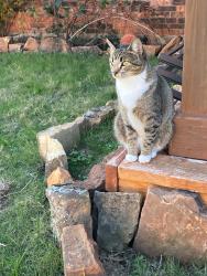 Lost Female Cat last seen Fox Meadows Dr and Roberts Rd, Colleyville, TX 76034